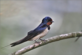 <p>VLAŠTOVKA OBECNÁ (Hirundo rustica) /Barn swallow – Rauchschwalbe/</p>
